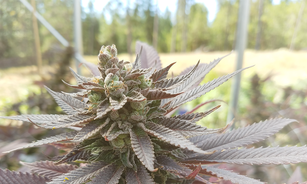 9 States With Legal Recreational Cannabis